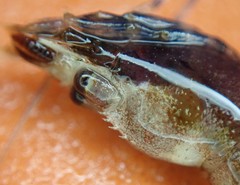 Eualus pusiolus