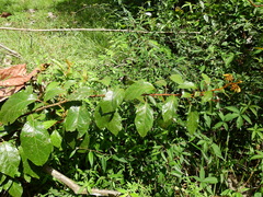 Solanum rubiginosum
