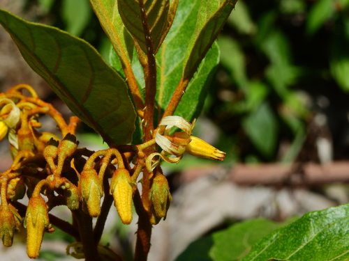 Solanum rubiginosum