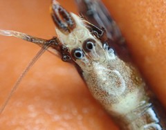 Eualus pusiolus