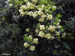 Hydrangea serratifolia