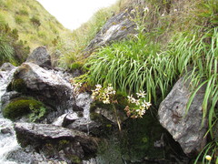 Dolichoglottis lyallii × scorzoneroides
