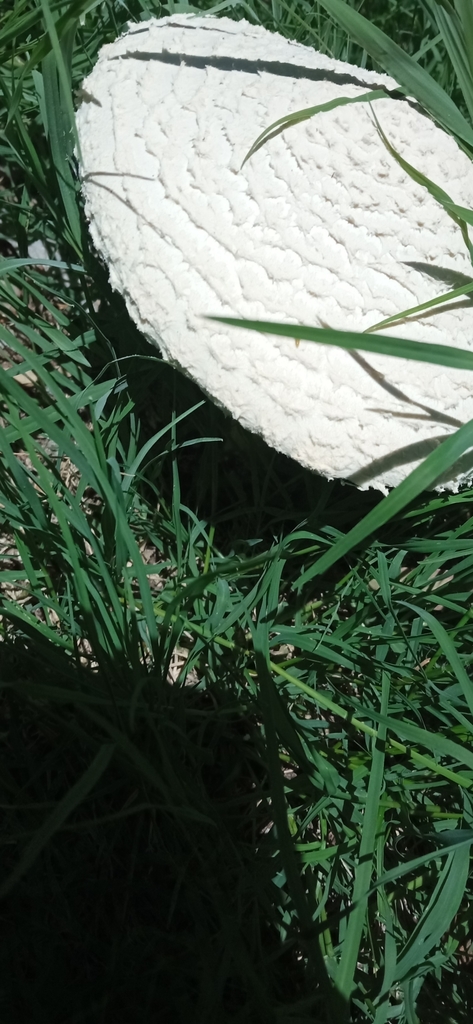 Amanita foetens · January 2022 · photo: © victoriaprosdocimo (iNaturalist, cc-by)