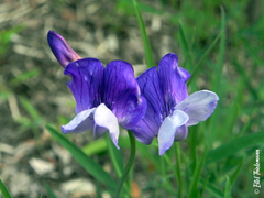 Lathyrus multiceps
