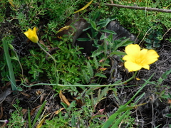 Calochortus barbatus
