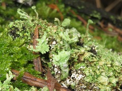 Cladonia ramulosa