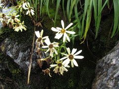 Dolichoglottis lyallii × scorzoneroides