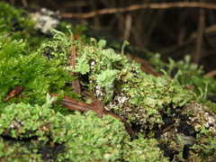 Cladonia ramulosa
