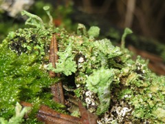 Cladonia ramulosa
