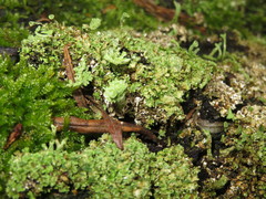 Cladonia ramulosa