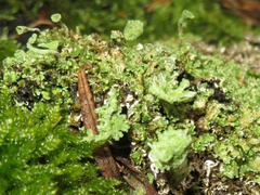 Cladonia ramulosa