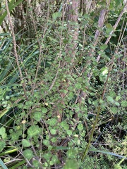 Coprosma tenuicaulis