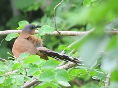 Coccyzus lansbergi
