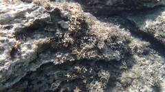 Padina pavonica