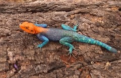 Agama dodomae