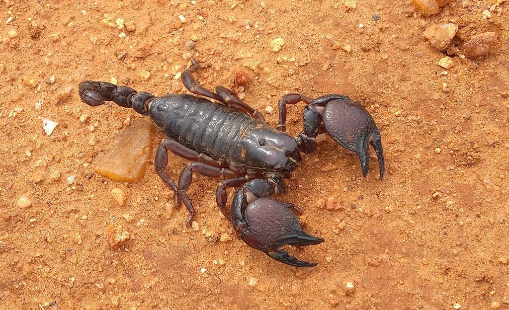 Tanzanian Red Clawed Scorpion from Iringa Rural, Tanzania on January 19