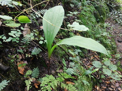 Govenia liliacea