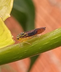 Cicadellinae