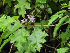 Solanum tricuspidatum