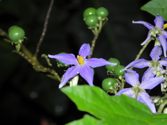 Solanum tricuspidatum
