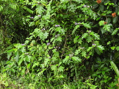 Solanum tricuspidatum