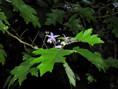 Solanum tricuspidatum