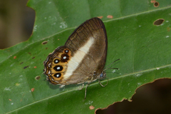 Splendeuptychia aurigera