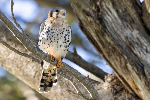 American Kestrel