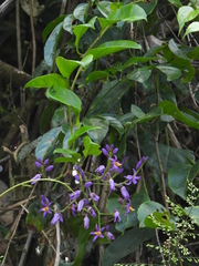 Solanum uncinellum