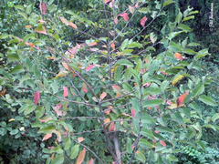 Nothofagus alpina