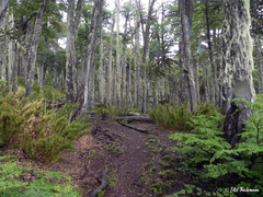 Nothofagus antarctica