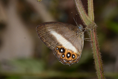 Splendeuptychia aurigera