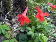 Ourisia coccinea coccinea