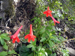 Ourisia coccinea coccinea
