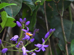 Solanum uncinellum