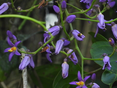 Solanum uncinellum