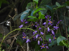 Solanum uncinellum