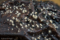 Volutella ciliata