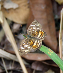 Anthanassa drusilla