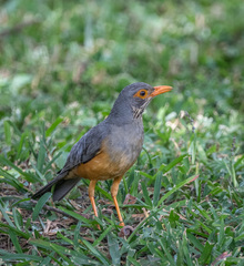 Turdus tephronotus