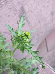 Senecio vernalis