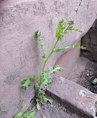 Senecio vernalis