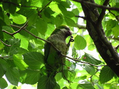 Myiopsitta monachus
