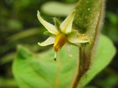 Solanum velutinum