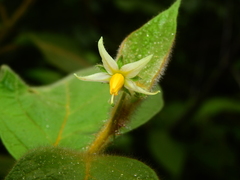 Solanum velutinum