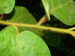 Solanum velutinum