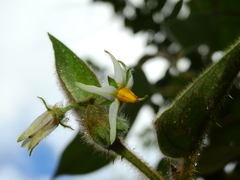 Solanum velutinum