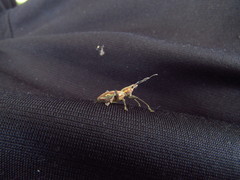 Naupactus xanthographus