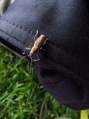 Naupactus xanthographus