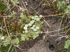 Cladonia pocillum